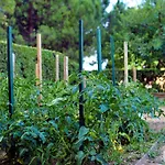 Garden * 斯普利特