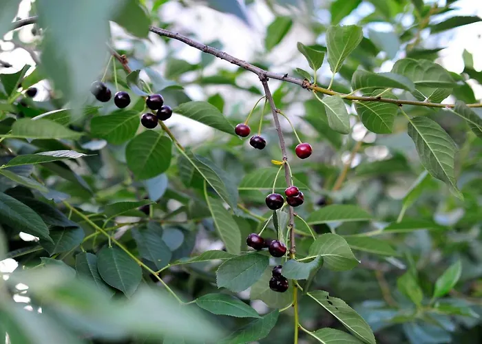 Green Garden Διαμέρισμα *